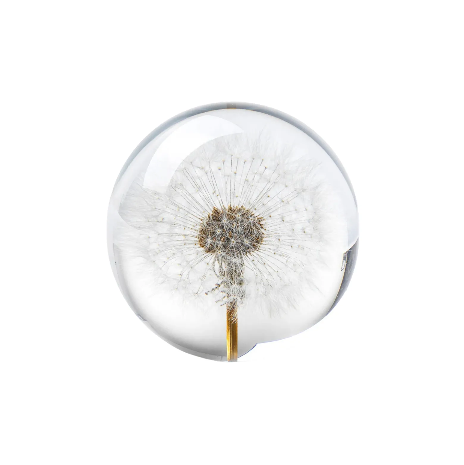 Pappersvikt Dandelion Maskros 8 cm