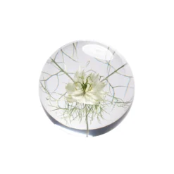 Pappersvikt Flor Nigella 8 cm